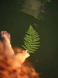 plante